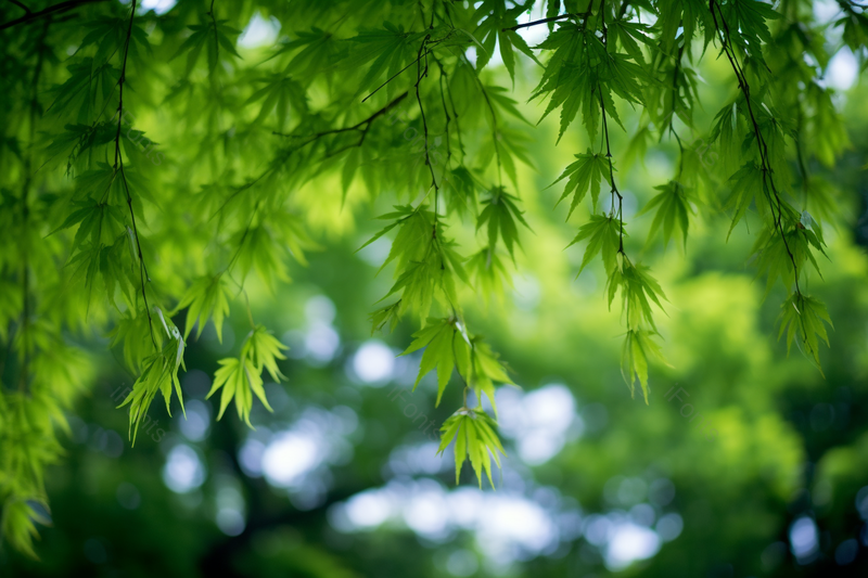 春天带有雨水的绿叶特写拍摄,高清,摄影图,摄影图片,图片大全,摄影图免费下载